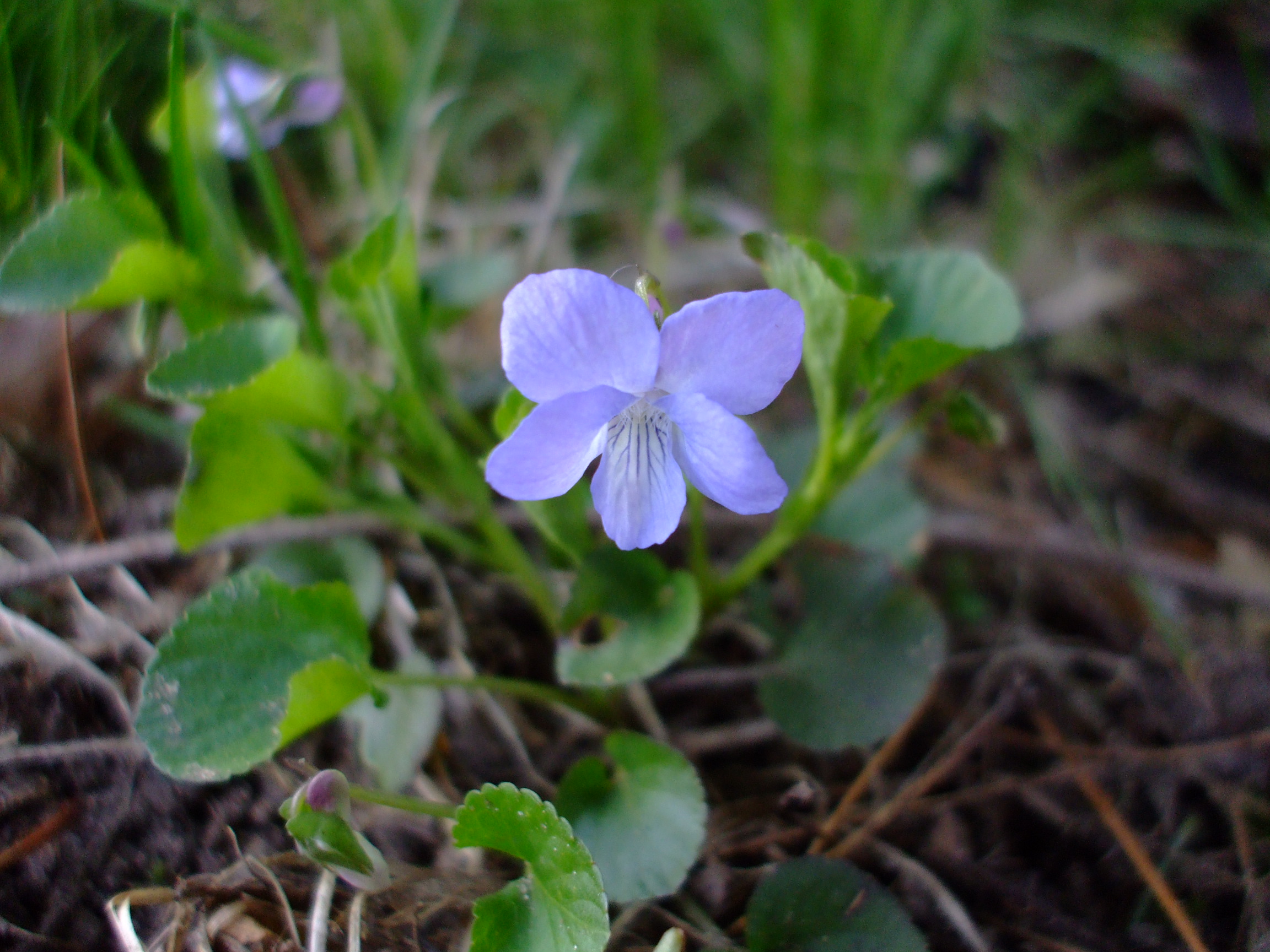 Viola conspersa